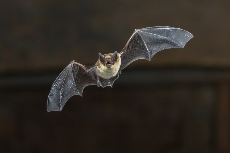 الحس المغناطيسي (Magnetoreception) يمكن للعديد من الثدييات مثل الخفافيش استشعار المجال المغناطيسي لما يحيط بها واستخدامه للتنقل.