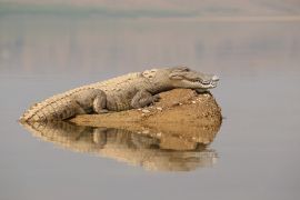 تمساح موغر في باكستان يُطارد بشكل غير قانوني للظفر بجلده رغم قيود على التجارة (شترستوك)