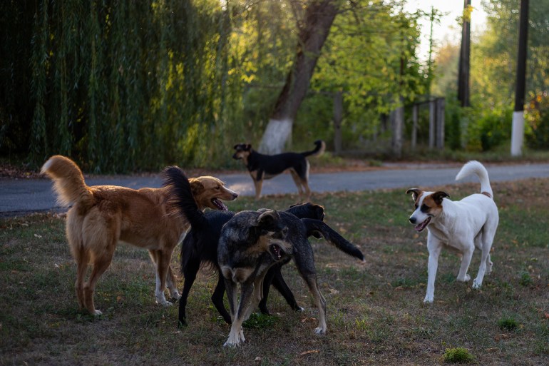 مجموعة الكلاب تعيش حول محطة الطاقة النووية لأصبحت تشكل عائلة منفصلة وراثيا