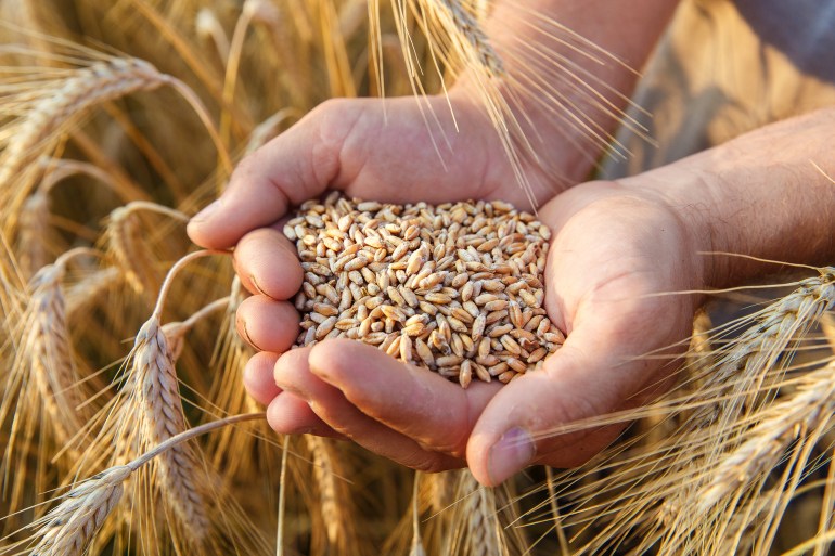 hands of a farmer close-up holding a handful of wheat grains in a wheat field