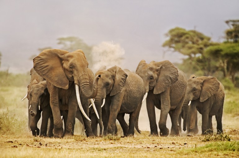 African Elephant herd, Loxodonta africana, on the move. Amboseli National Park Kenya. Dist. Sub-saharan Africa