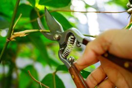 Pruning shears - stock photo Gardener pruning trees with pruning shears GettyImages-1300422369