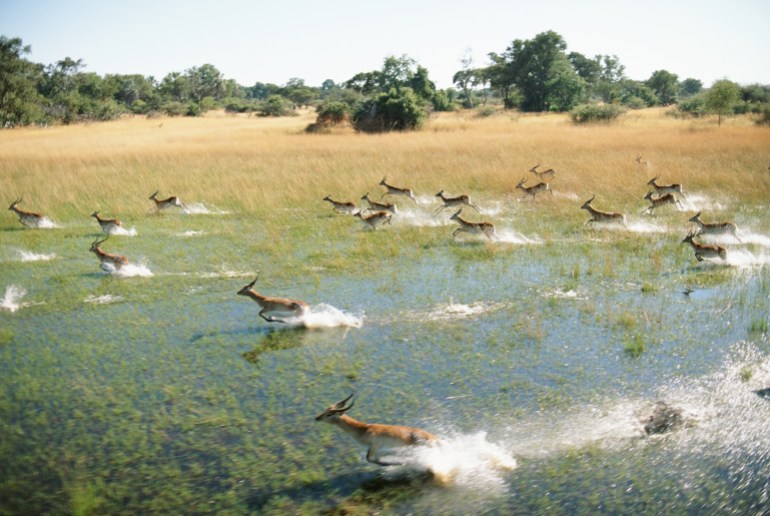 Okavango Delta, Botswana 200213427-001 استعادة الأنواع البرية الى موائلها الطبيعية، سوف تساعد في الحد من ظاهرة الاحتباس الحراري (غيتي)
