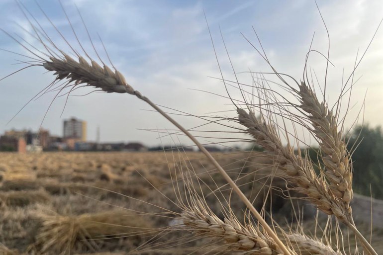 الحكومة المصرية تصدر قرارات لتأمين جمع كميات القمح المحلي الموسم الحالي