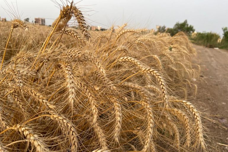 الحكومة المصرية تحظر استخدام القمح في صناعة الأعلاف الحيوانية وتحظر نقله