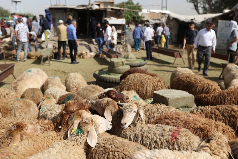 Sheep are pictured before being slaughtered to mark Eid al-Adha at a livestock market in southern Tehran, Iran July 10, 2022. Majid Asgaripour/WANA (West Asia News Agency) via REUTERS ATTENTION EDITORS - THIS PICTURE WAS PROVIDED BY A THIRD PARTY.