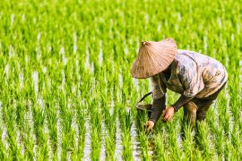 Farmers plant organic rice fields