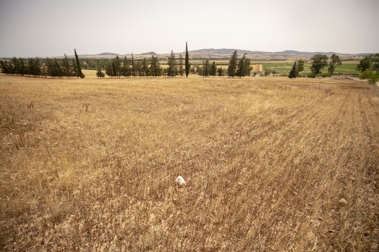 Drought threatens grain production and livestock in Tunisia