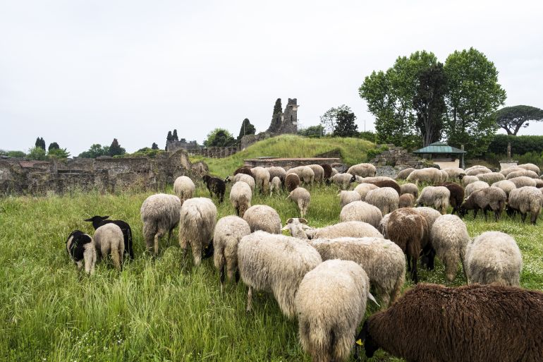 Eco-Pasture at the Archaeological Park of Pompeii
