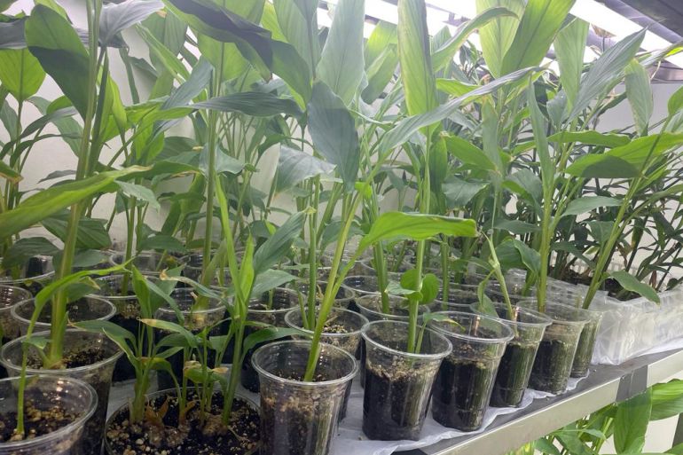 اشتال الكركم بعمر شهرين في مختبر زراعة الانسجة النباتية بالمركز الوطني للبحوث