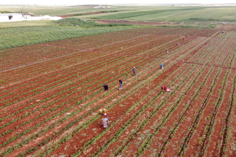 المقترح/ زراعات جديدة جلبها مهجرون معهم تدر أرباحا كبيرة على مزارعي شمال سوريا