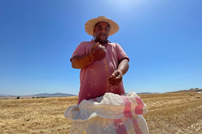 Farmer, Abderraouf Arfaoui, displays grains of wheat in Krib