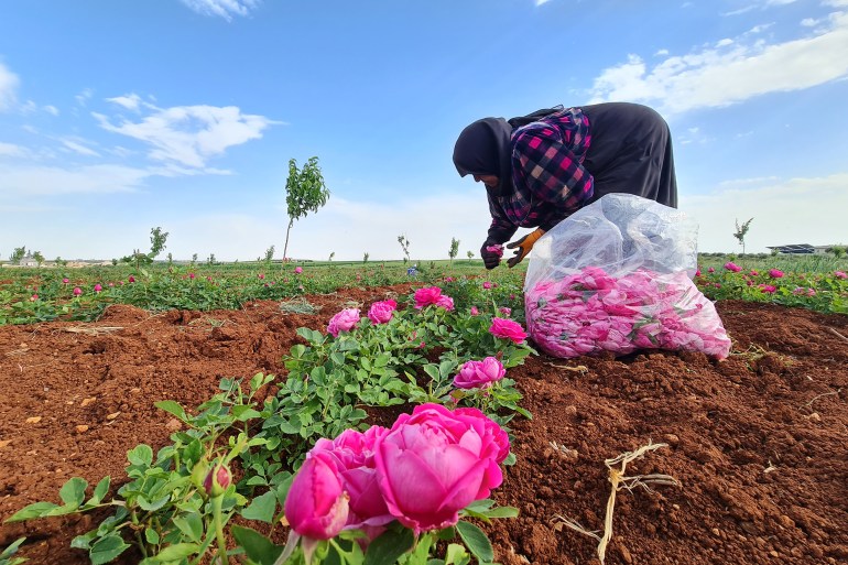 المقترح/ زراعات جديدة جلبها مهجرون معهم تدر أرباحا كبيرة على مزارعي شمال سوريا