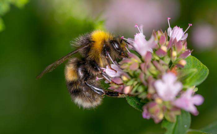 There are around 250 species of bees in the UK.  (Emily Ellis and Stuart Campbell)