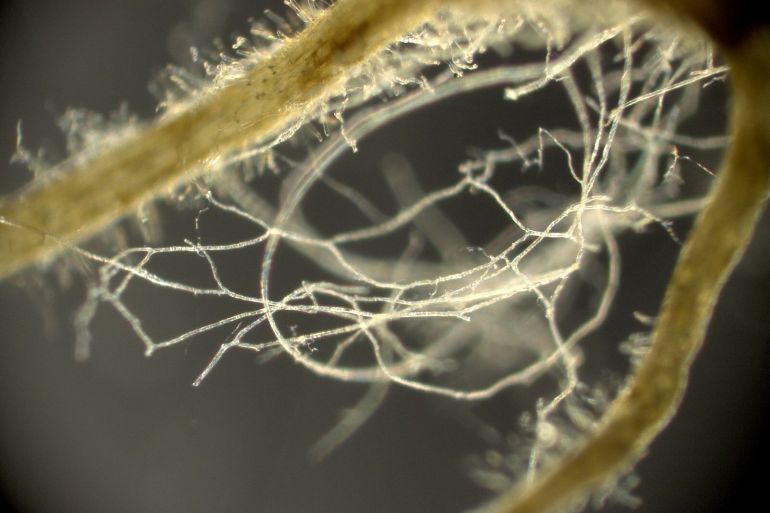 Mycorrhizal fungi growing with a plant root. Credit: Dr. Yoshihiro Kobae