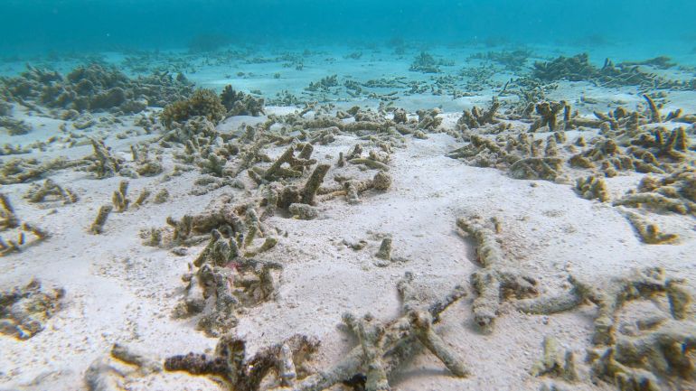 يسبب ارتفاع درجة الحرارة تبييض الشعاب المرجانية (شترستوك)