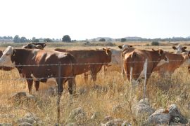 اهتمام بالقرى الزراعية اليهودية على تربية الأبقار ذات اللون الأحمر حتى تتوفر البقرة الحمراء التي تمهد لبناء &quot;الهيكل&quot; المزعوم (الجزيرة)