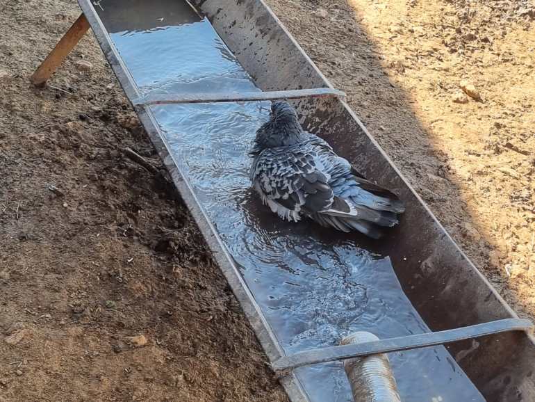 فاطمة محمود الأغوار الشمالية الجزيرة نت،حمامة تحاول تبريد جسمها في الماء في خربة مكحول