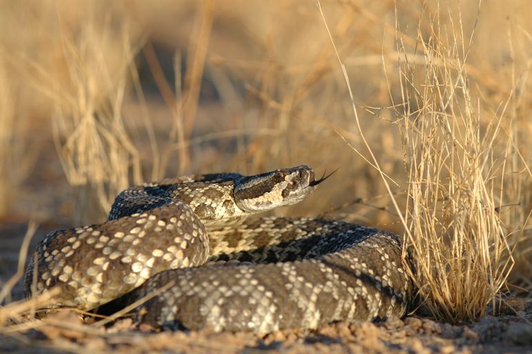 An adult southern pacific rattlesnake from southern California.; Shutterstock ID 57903607; purchase_order: ajnet; job: ; client: ; other: