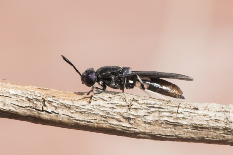 Hermetia illucens black soldier fly insect about 2 cm long black with bluish flashes and part of abdomen and white legs perched on a twig flash lighting
