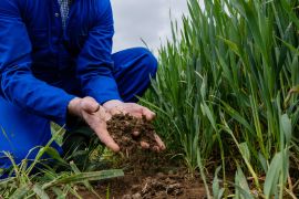 An unrecognisable farmer crouching down in an agricultural wheat field at his sustainable farm in Embleton, North East England. He has soil in his hands and is assessing the quality of the soil that the wheat crop is growing out of. The wheat is first wheat, it will be used for low quality flour in baking and will be harvested in early September.