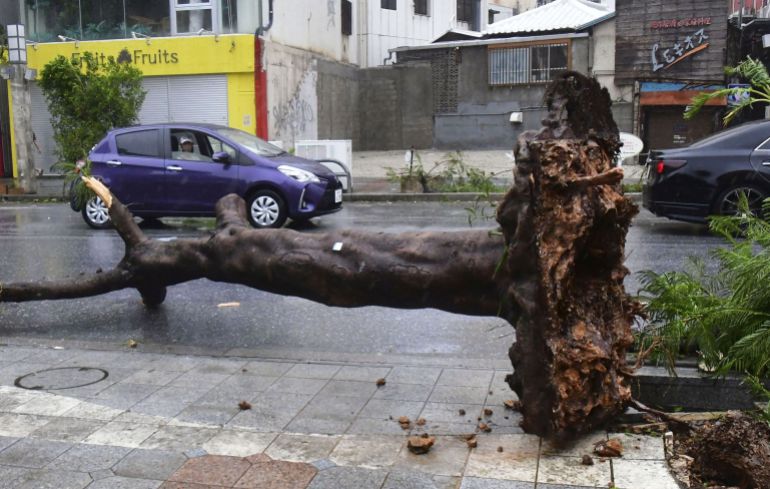 A tree lies uprooted on a street as typhoon Khanun batters the area in Naha
