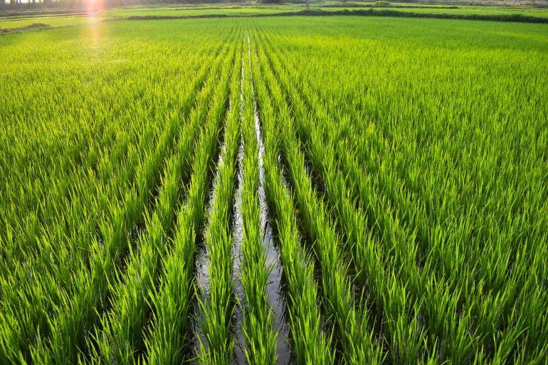 beautiful landscape growing Paddy rice field crop agricultural transplant wet farming land for seasonal ...