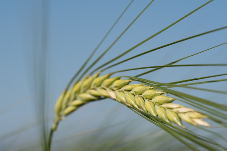 wheat cereals corn farm farming farmer food industry