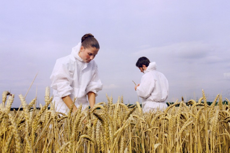 Two Scientists on Wheat Field - stock photo