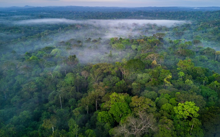 Amazon rainforest, Brazil - stock photo