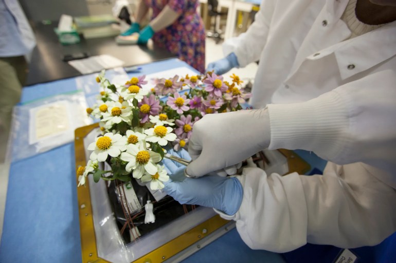 Zinnia plants are harvested from the Veggie ground control system at the Flight Equipment Development Laboratory in the Space Station Processing Facility at Kennedy.  A similar zinnia harvest was conducted by astronaut Scott Kelly aboard the International Space Station.  NASA/Bill White