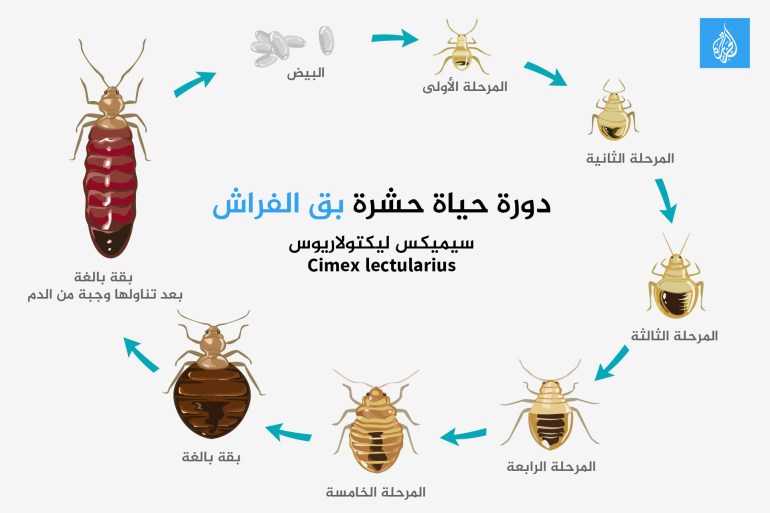 دورة حياة حشرة بق الفراش المصدر: غيتي/ الجزيرة