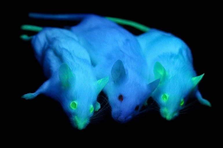 Green fluorescent protein as a marker for gene expression (scienceintheclassroom.org)