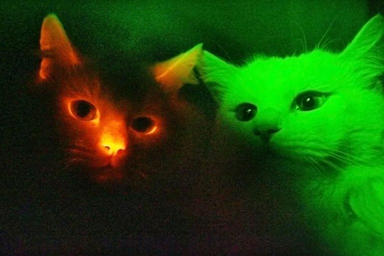 They found that 125 species have fluorescent properties that allow them to glow in the dark under UV light - including domestic cats (Felis catus).  Reuters