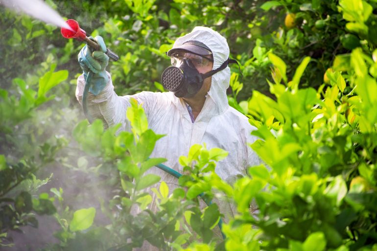 Farmer man spraying fumigating pesti, pest control. Weed insecticide fumigation. Organic ecological agriculture. Spray pesticides, pesticide on fruit lemon in growing agricultural plantation, Spain.