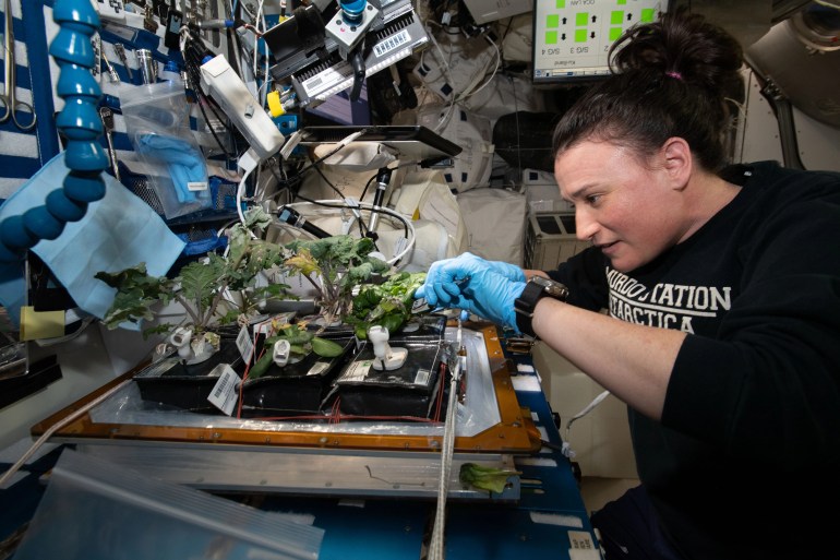 Astronaut Serena Auñón-Chancellor harvests red Russian kale and dragoon lettuce from Veggie on Nov. 28, 2018, just in time for Thanksgiving. The crew got to enjoy a mid-afternoon snack with balsamic vinegar, and Auñón-Chancellor reported the lettuce was “delicious!” ESA/Alexander Gerst