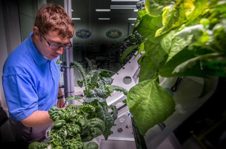 NASA’s Matt Romeyn works in the Crop Food Production Research Area of the Space Station Processing Facility at the agency’s Kennedy Space Center in Florida. NASA/Cory Huston