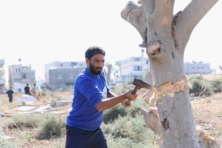 الصورة 14: محمد أبو حلاوة يقطع شجرة