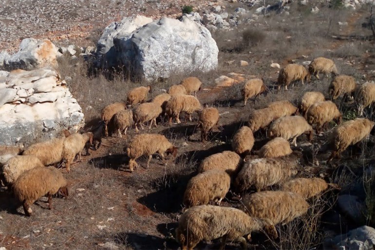 القطيع الذي يملكه المزارع غسان الحاج يخرج إلى الرعي بعد تعذّر تأمين الأعلاف اللازمة بسبب الأزمة (خاص الجزيرة نت( (1)