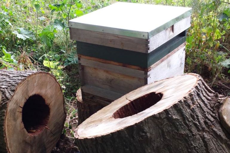 The walls of commercial hives are thinner than the kind of cavities wild honeybees live in. Derek Mitchell https://theconversation.com/honeybees-cluster-together-when-its-cold-but-weve-been-completely-wrong-about-why-218066