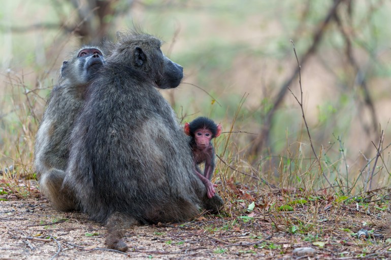 Mother Baboon nursing her baby in the Kruger National Park in South Africa