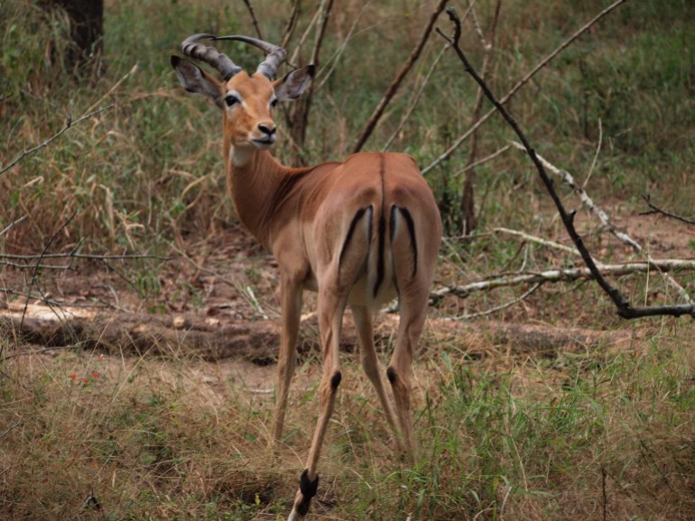 Oribi looks back in Gorongosa National Park, Mozambique.
