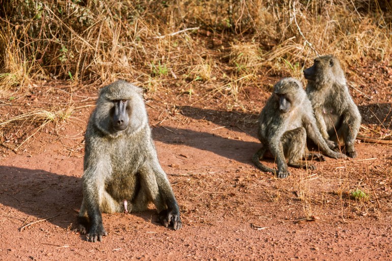 The baboons which are walking around of the sitting angry baboon.