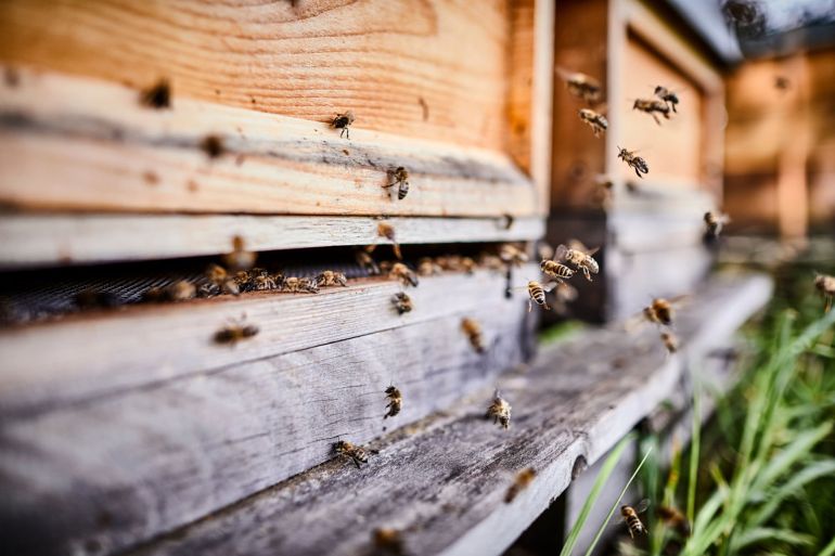 ممارساتنا الخاطئة في تربية النحل تضر بها Gettyimages-1089352942-1701188348