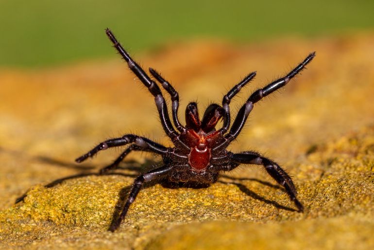 Dangerously venomous Sydney Funnel-web spider showing fangs