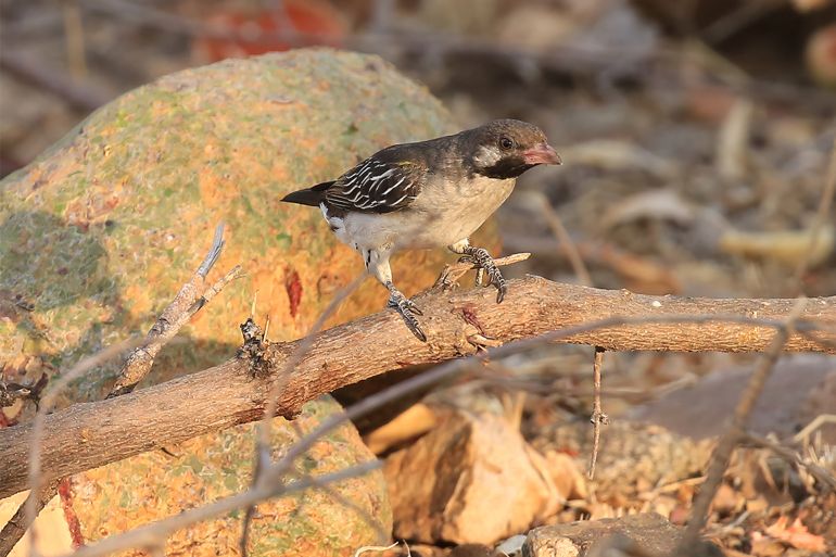 A male greater honeyguide on a branch searching for wax newsroom.ucla.edu Courtesy of Brian Wood