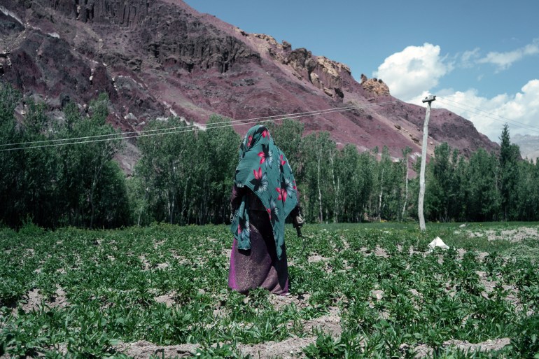 Afghan woman works on potato fields, helping his husband with farming. Bamiyan.2019