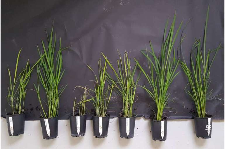 صورة توضح الفارق بين نباتات الأرز العادية وتلك لتي تم اكسابها جين المقاومة (الفريق البحثي)