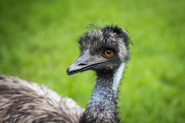 طائر الإيمو The emu