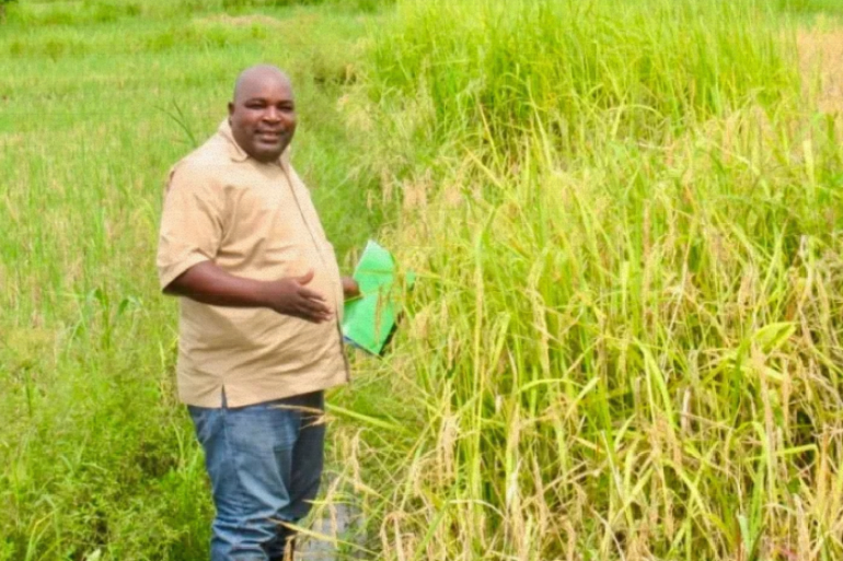 متابعة بحثية دائمة لتطورات مرض التبقع الأصفر في حقول الأرز ( المركز الأفريقي لتحسين المحاصيل)